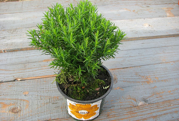 Thuja Teddy dalam periuk