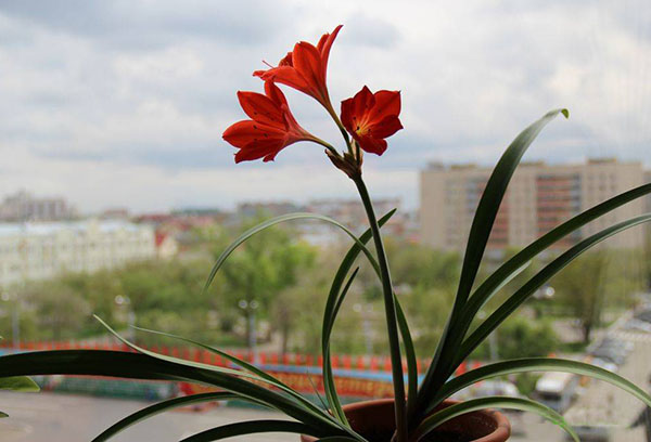 Blooming vallotta on the windowsill