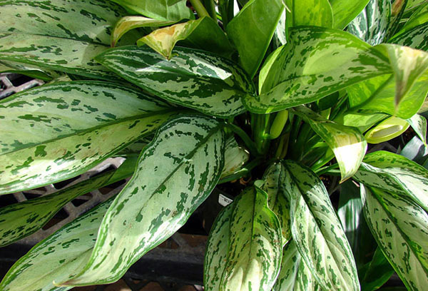 Quarto aglaonema