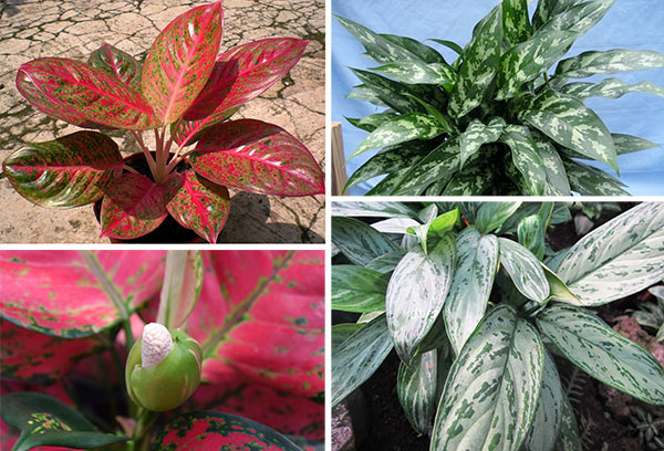 Tipos de Aglaonema