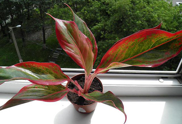 Aglaonema no peitoril da janela