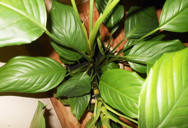 Aglaonema el modesto