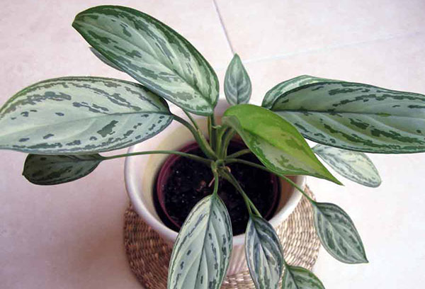 Periuk Aglaonema