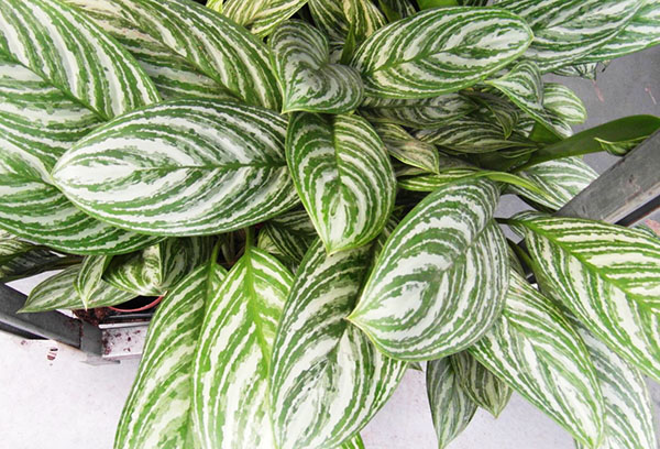 Folhagem de Aglaonema