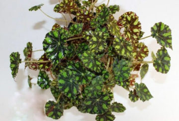 Begonia harimau