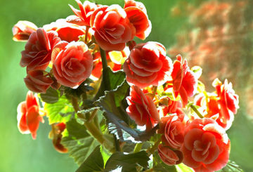 Begonia virágok Elatior