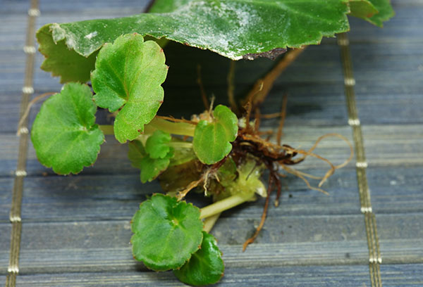 Reproductie van begonia Elatior