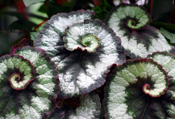 Daun begonia Rex