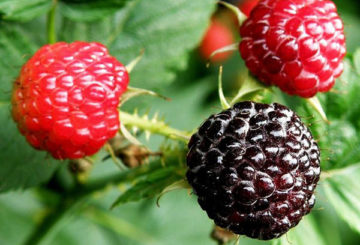 Raspberi hitam