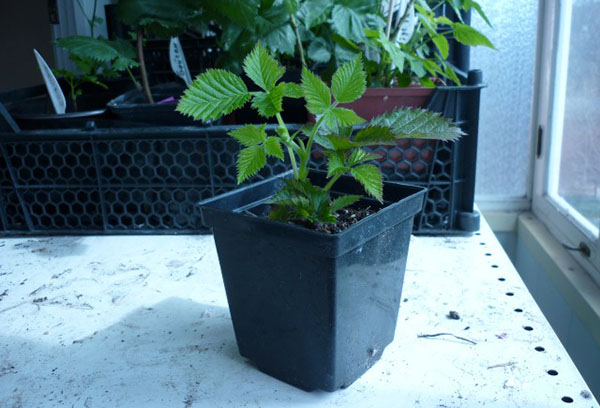 Anak pokok Raspberry Cumberland