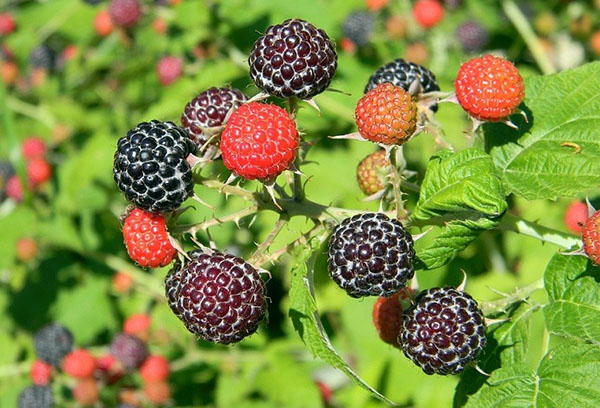 Fruta de frambuesa negra