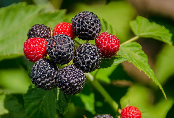 Cumberland Raspberry Ripening