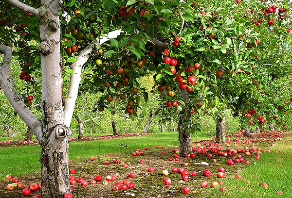 Kebun epal