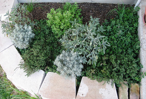 Parterre de fleurs aux herbes épicées