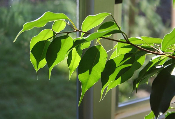 Ficus di ambang tingkap