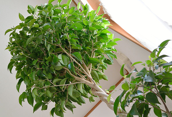 Ficus Benjamin avec une couronne décorée