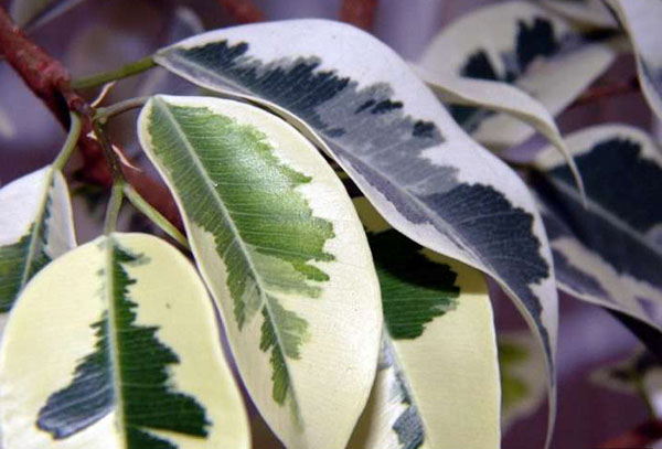 Daun Ficus Benjamin