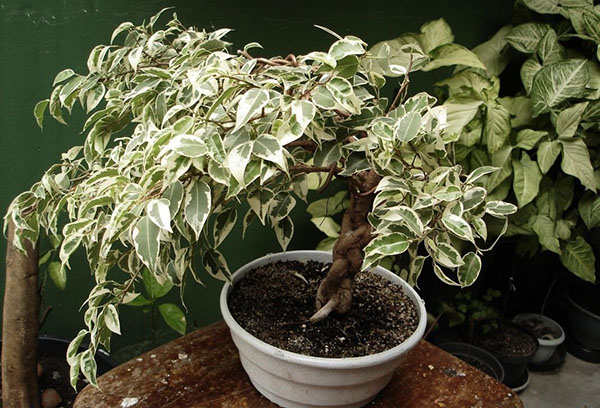 Ficus Benjamin avec une malle tressée