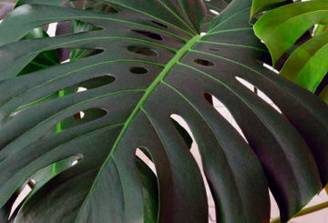 Daun Philodendron