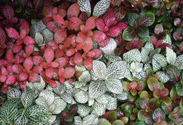 Différents types de fittonia