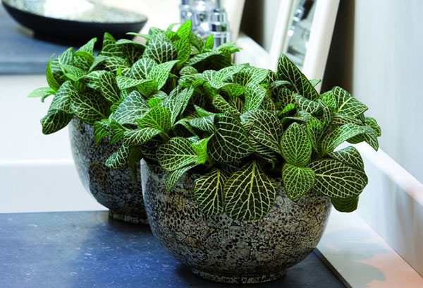 Pasu batu dengan fittonia