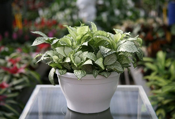 Olla de fittonia