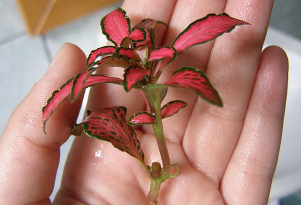 Fittonia stiebas