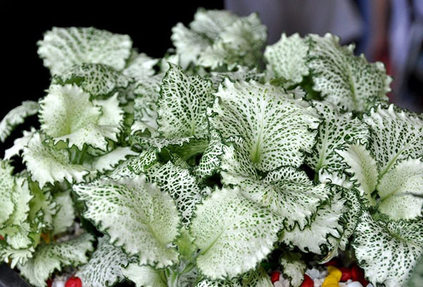 Fittonia lapija