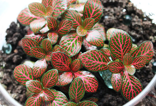 „Fittonia Vershaffelt“