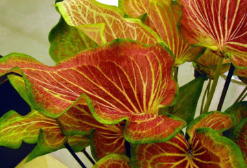 Caladium bladeren