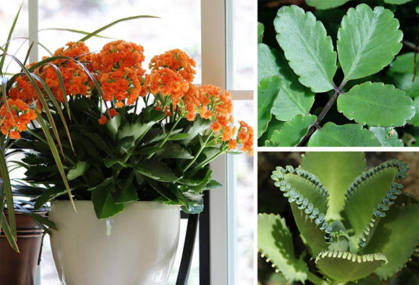 Kalanchoe fajok