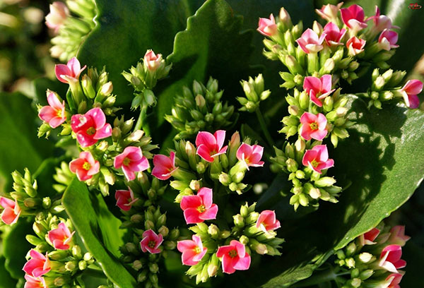 Blommande Kalanchoe