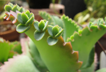 Kinderen op het Kalanchoë-blad