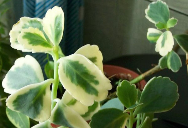 Las hojas de Kalanchoe se vuelven pálidas