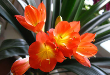 Virágzó clivia cinnabar