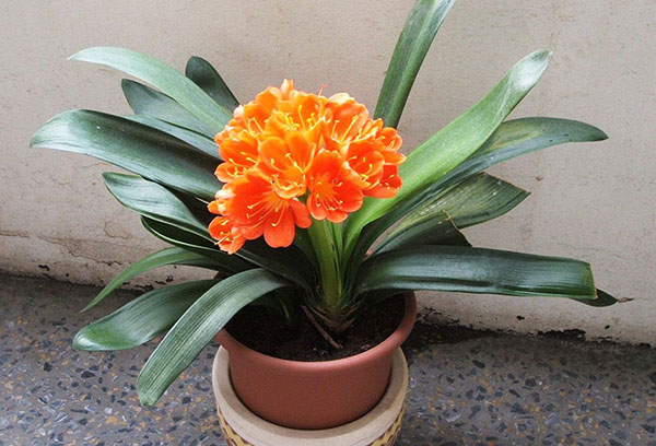 Blooming clivia in a pot