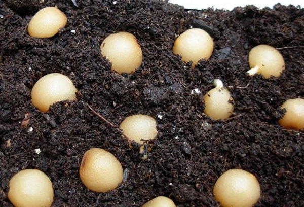 Semințe de Clivia în pământ