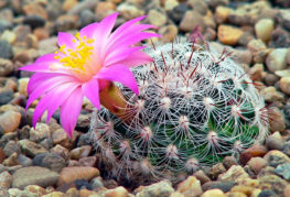 Kaktus Mamillaria s ružovým kvetom