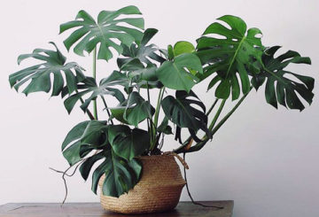 Monstera di dalam periuk