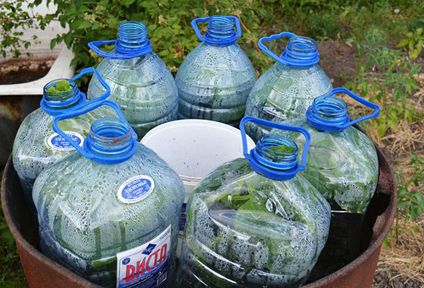 Gurkor i växthus från 5 liters flaskor
