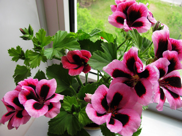 Koninklijke geranium op de vensterbank