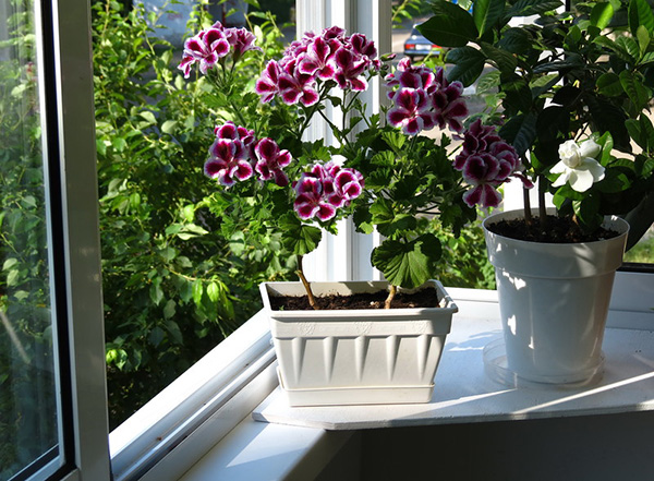 Een pot met koningsgeraniums bij een open raam