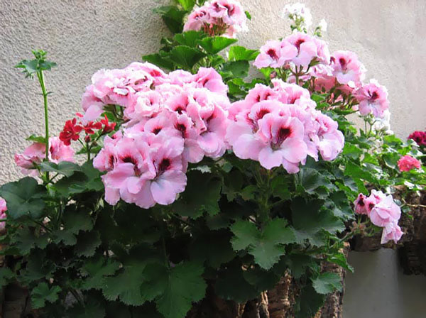 Pelargonium real floreciente