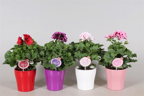 Diferentes variedades de pelargonium.