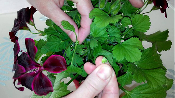 Pelargonium prořezávání