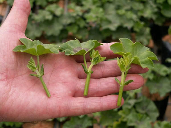 Voortplanting van geranium door stekken