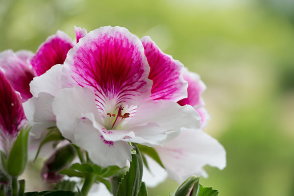 Flor de pelargonio real