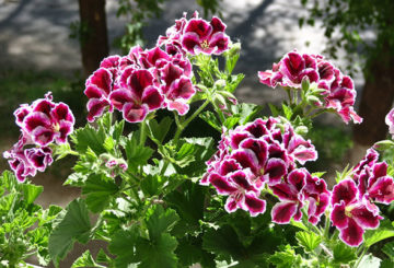 Geranium kerajaan yang mekar