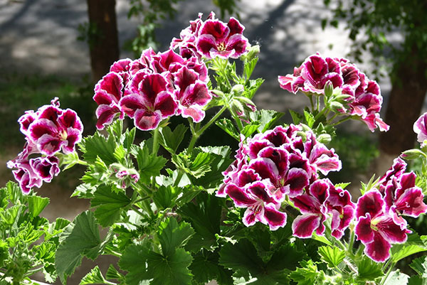 Geranium kerajaan yang mekar