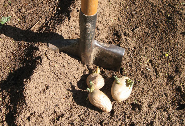 Картофи за засаждане под лопата